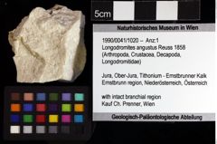 Foto (Objket + Etiketten) von Longodromites angustus (Reuss 1858) 